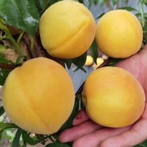 黄金蜜1号 新品种黄桃 新鲜应季水果 甘甜多汁 产地直发