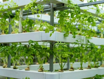 大棚蔬菜种植十大技术要点